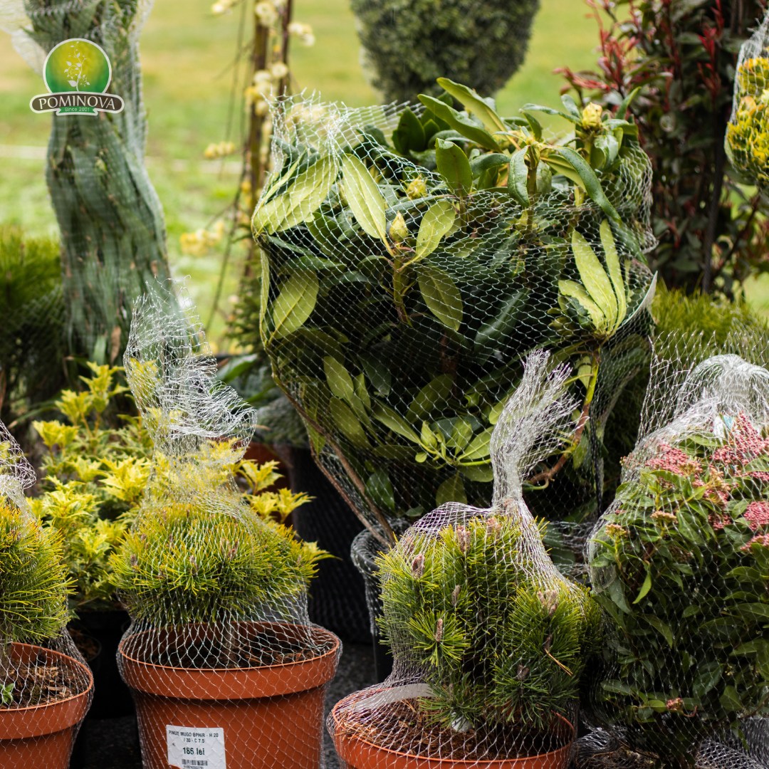 Pomi şi plante decorative Brașov